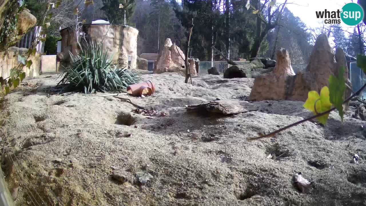 Zoo Ljubljana – Live webcam Meerkat (Suricata)