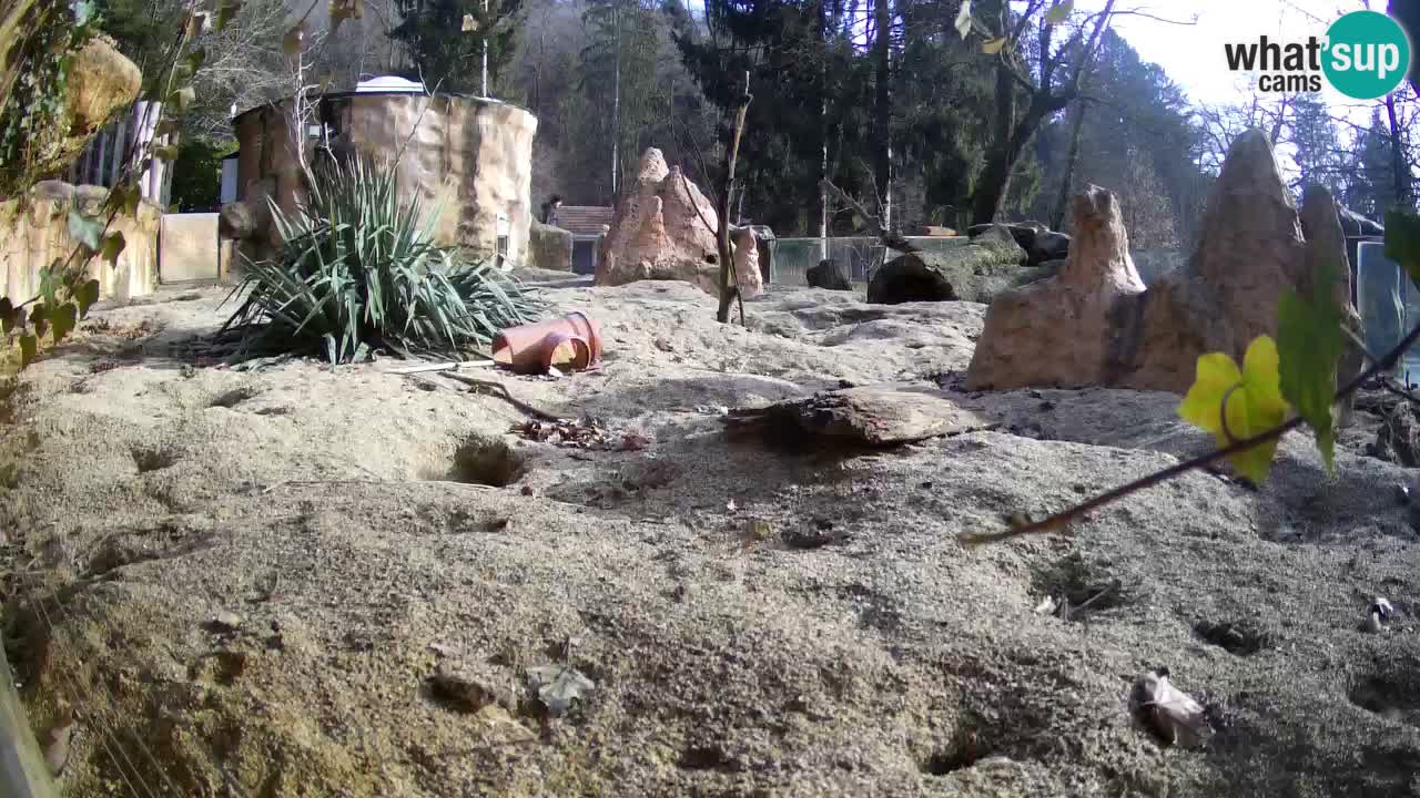 Webcam Zoo Ljubljana – Suricate