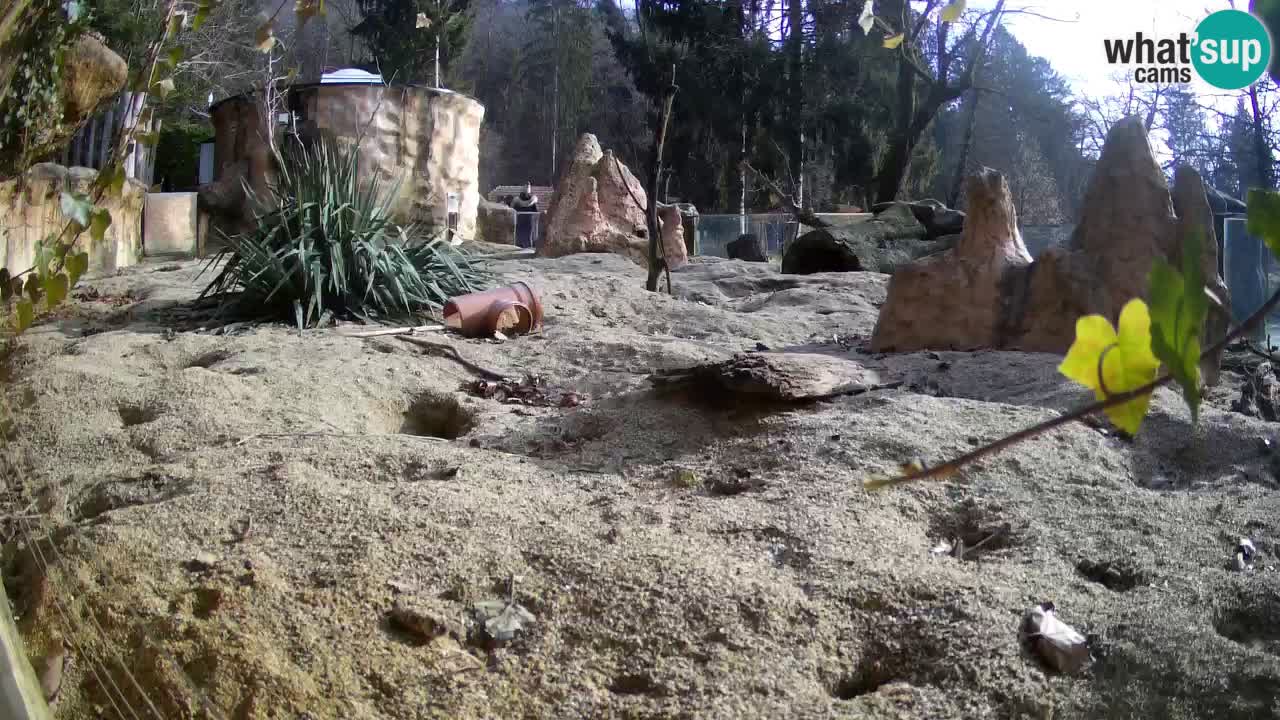 Webcam live Zoo Ljubljana – Suricata