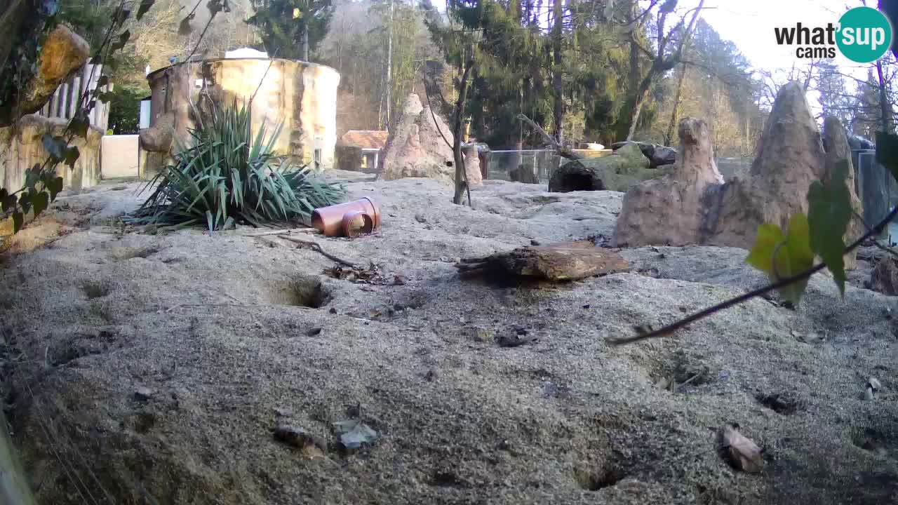 Zoo Ljubljana – Live webcam Meerkat (Suricata)