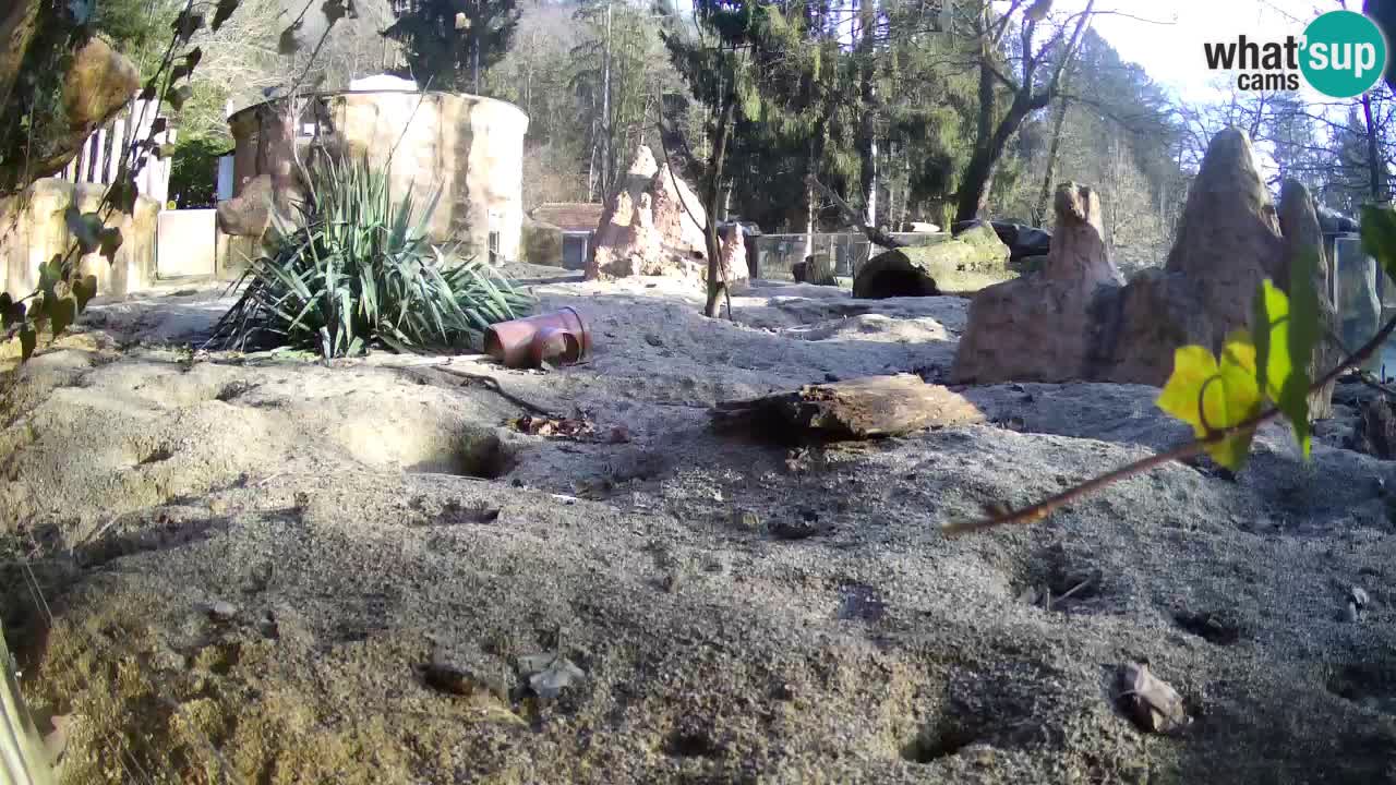 Zoo Ljubljana – Live webcam Meerkat (Suricata)