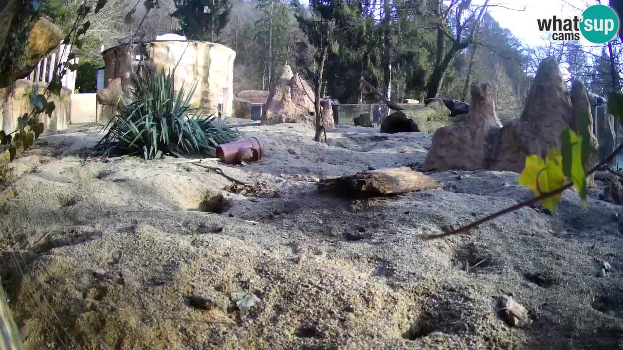 Zoo Ljubljana – Meerkat (Suricata)