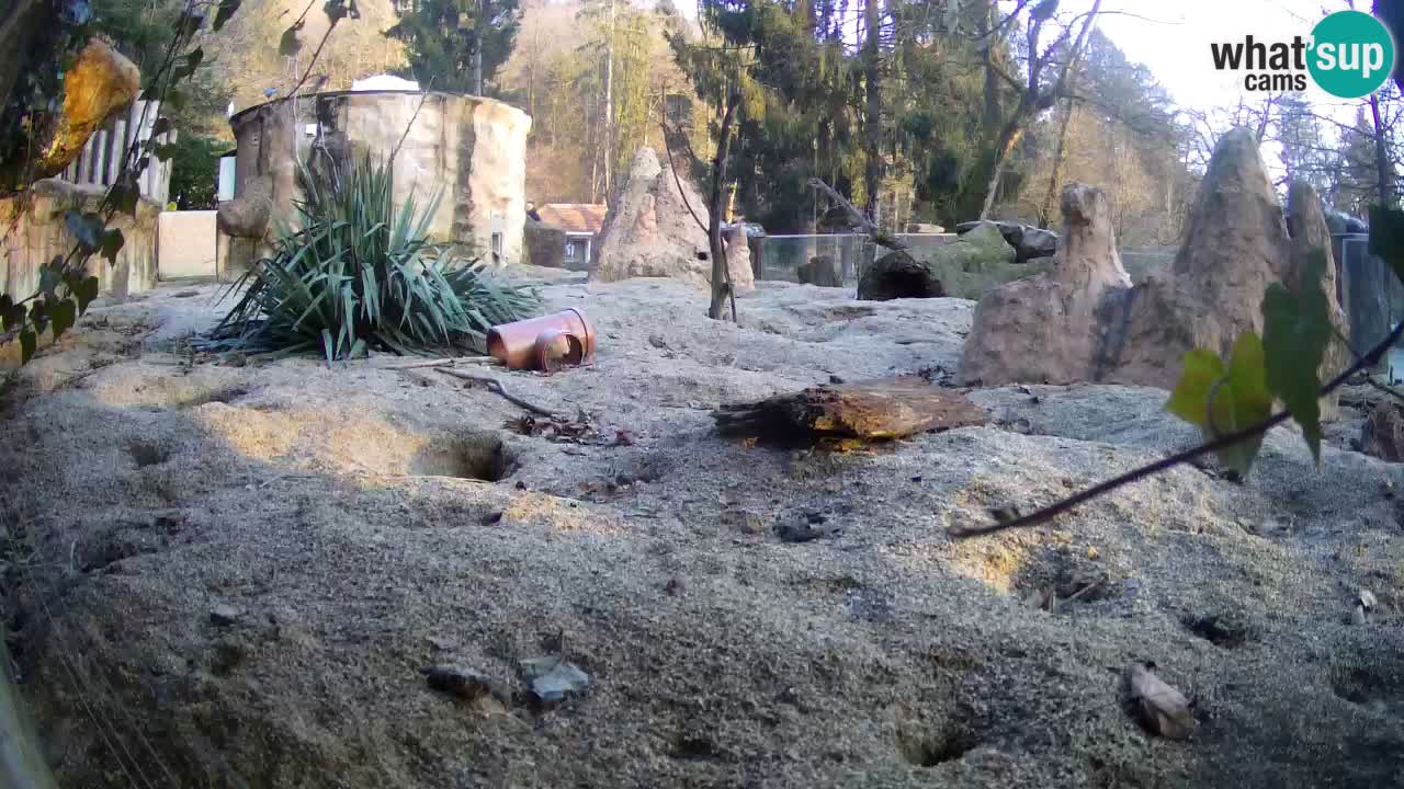 Zoo Ljubljana – Live webcam Meerkat (Suricata)