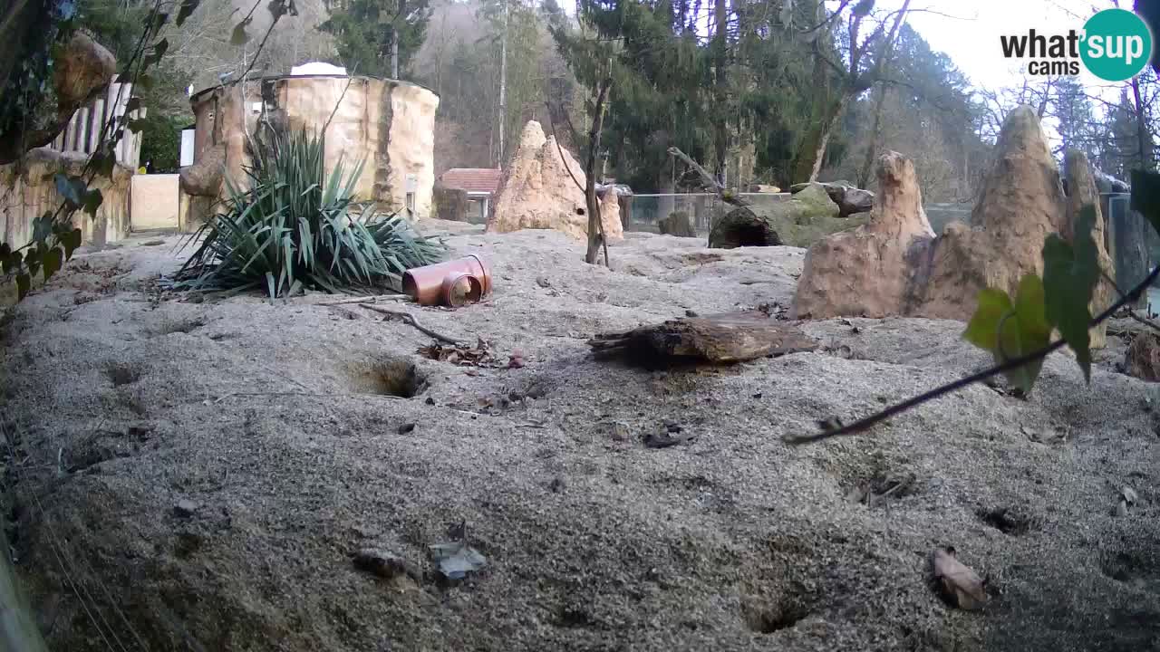 Zoo Ljubljana – Live webcam Meerkat (Suricata)