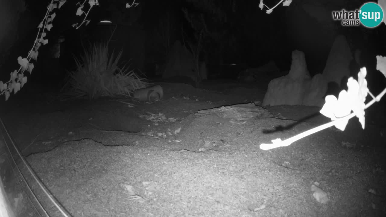 Zoo Ljubljana – Live webcam Meerkat (Suricata)