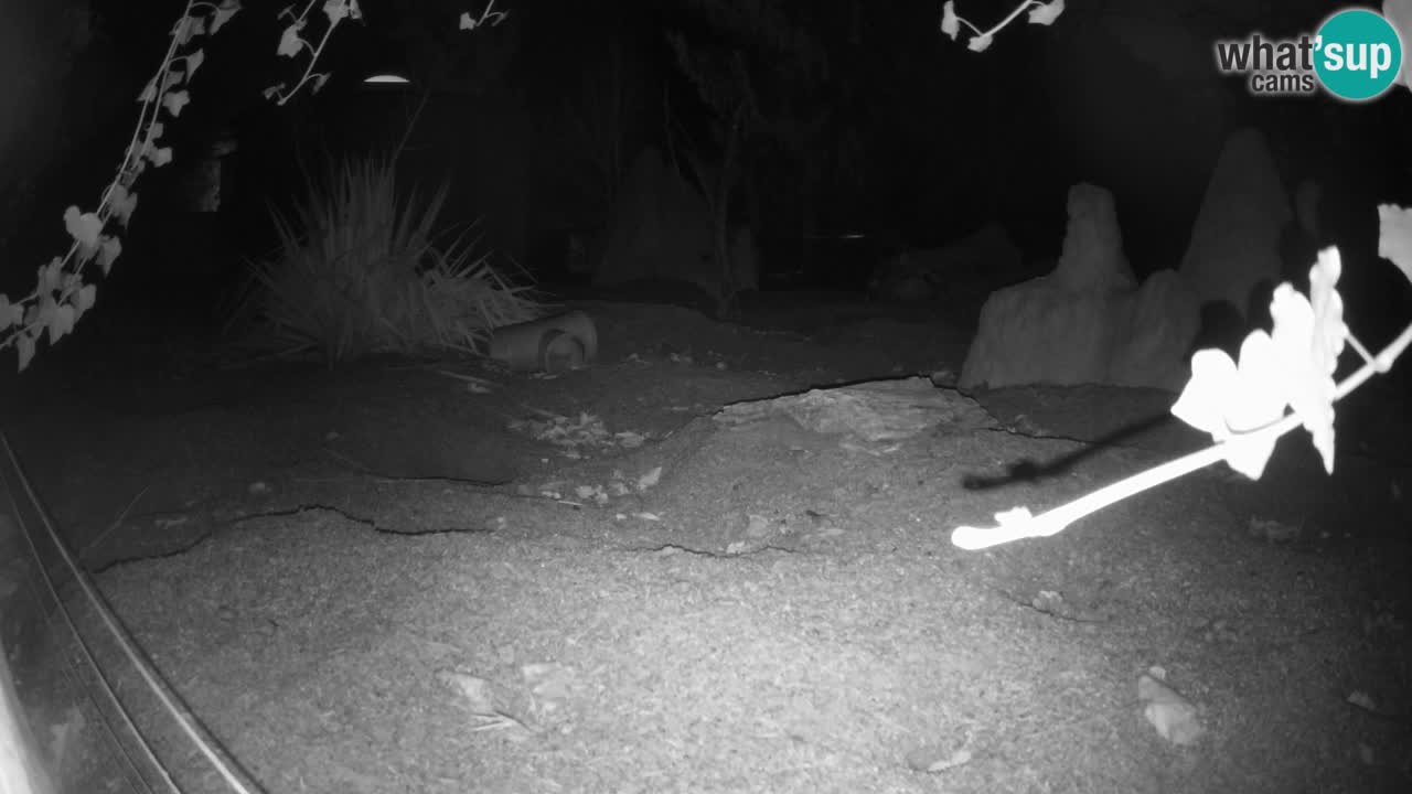 Zoo Ljubljana – Live webcam Meerkat (Suricata)