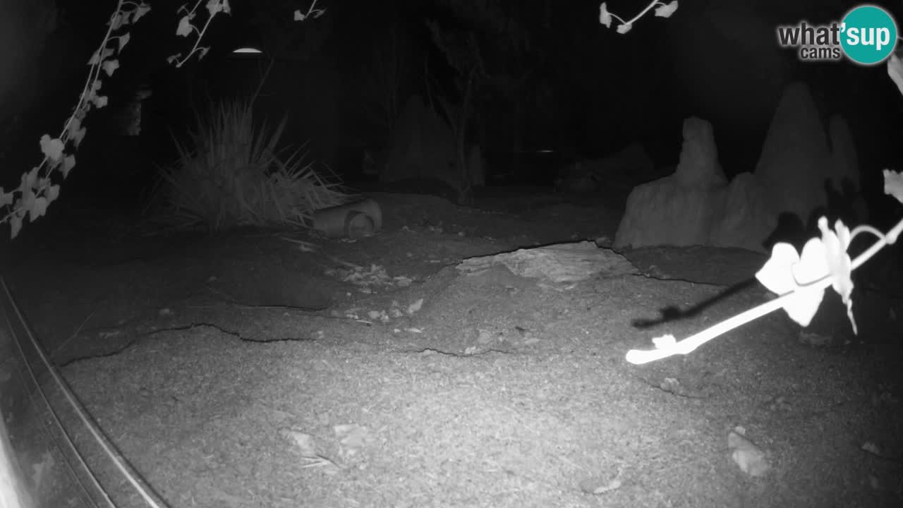 Zoo Ljubljana – Live webcam Meerkat (Suricata)