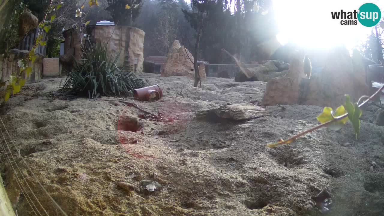 Zoo Ljubljana – Live webcam Meerkat (Suricata)