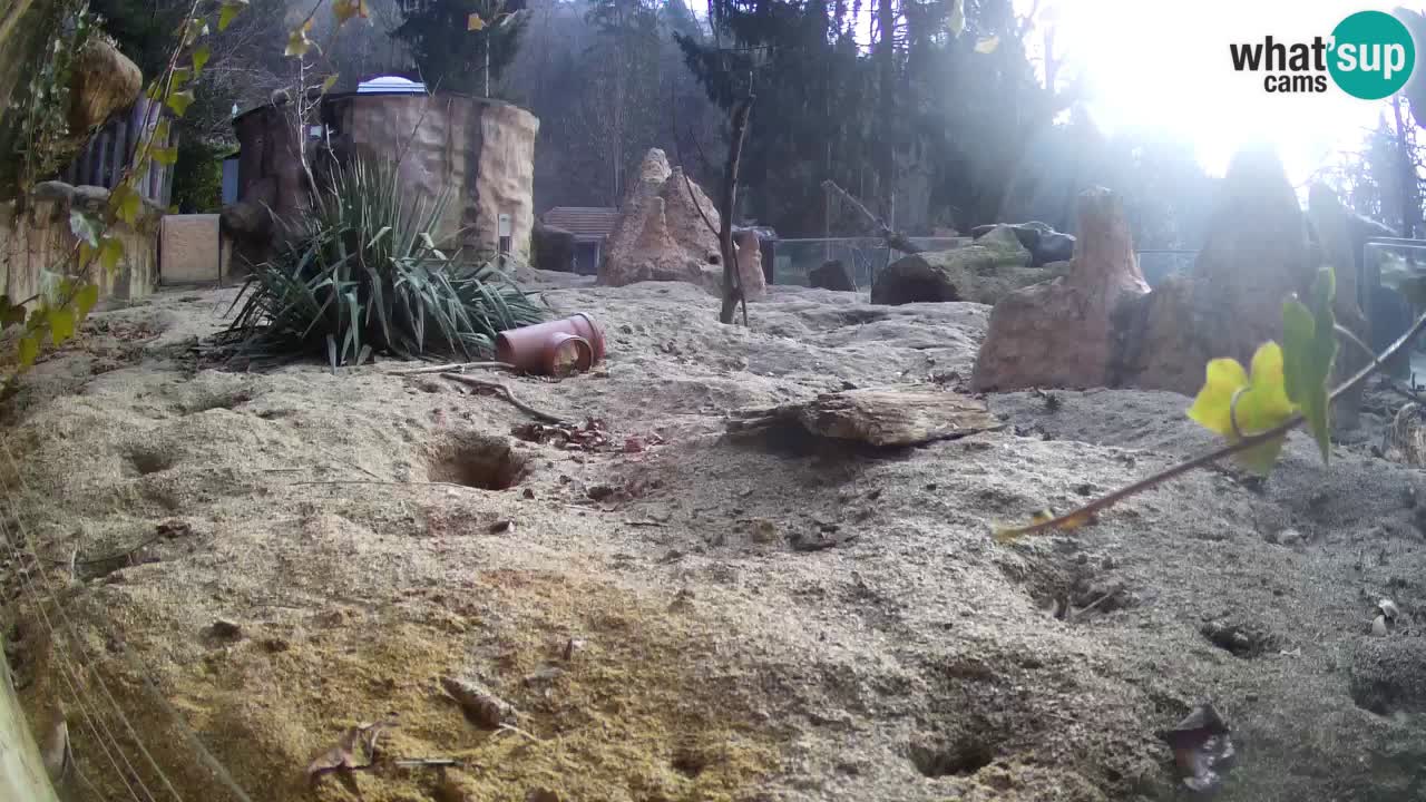 Zoo Ljubljana – Live webcam Meerkat (Suricata)