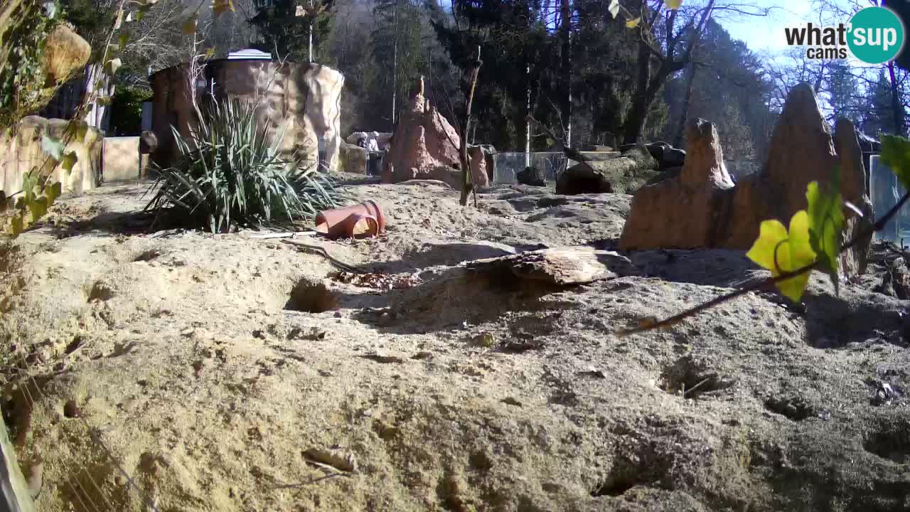 Live cam Zoo Ljubljana – Erdmännchen