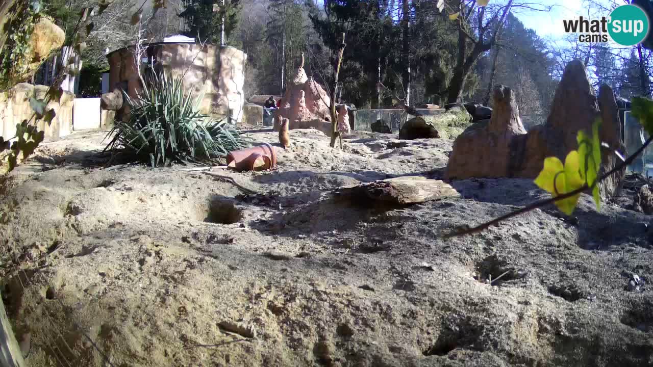 Zoo Ljubljana – Live webcam Meerkat (Suricata)