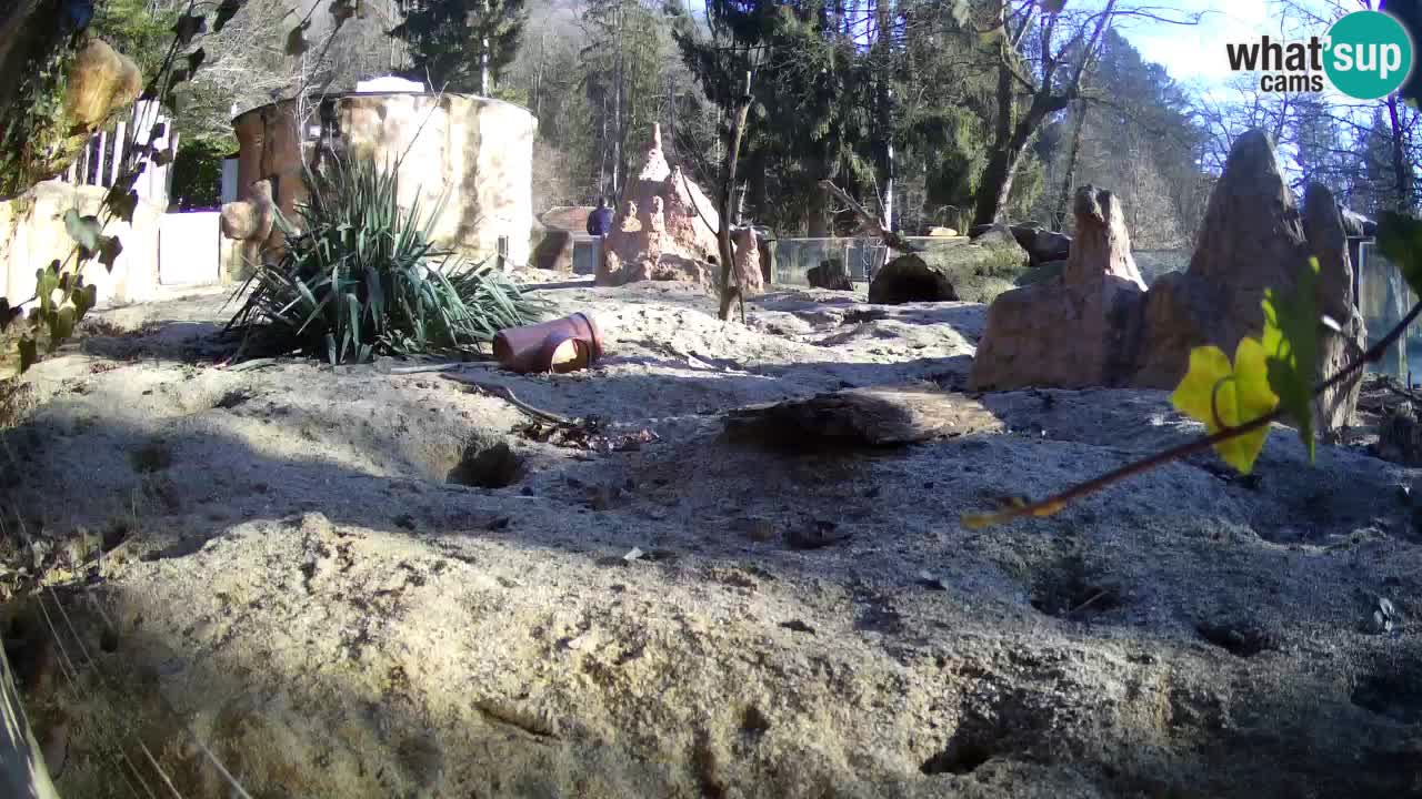 Zoo Ljubljana – Live webcam Meerkat (Suricata)