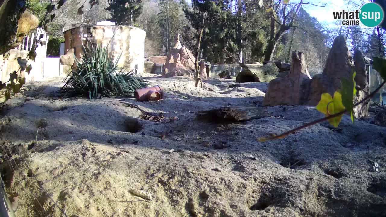 Live cam Zoo Ljubljana – Erdmännchen