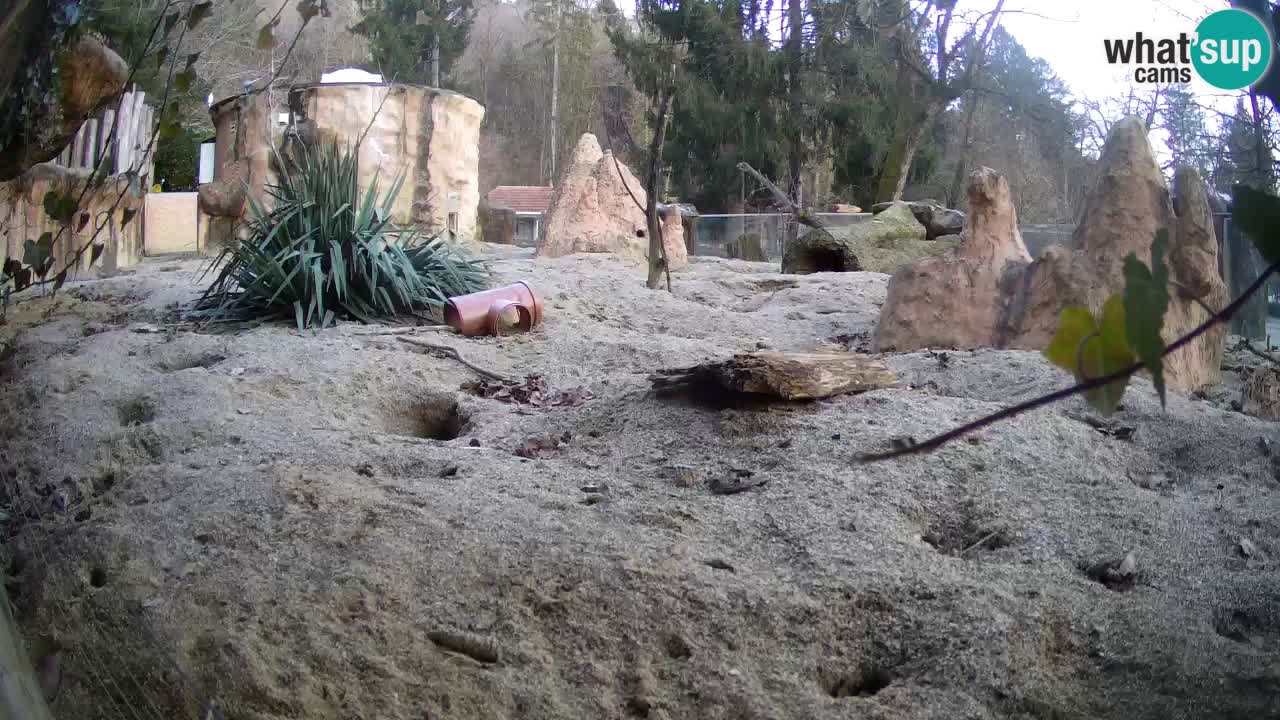 Webcam Zoo Ljubljana – Suricate