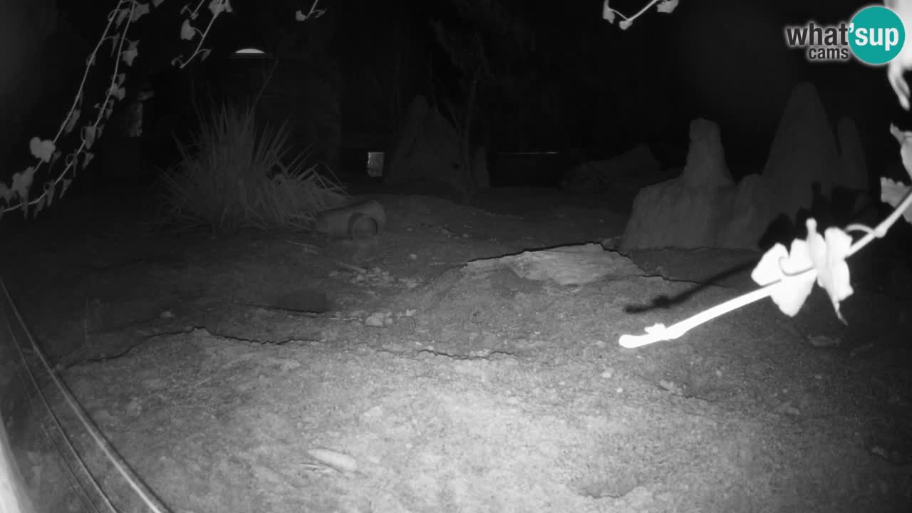 Zoo Ljubljana – Live webcam Meerkat (Suricata)