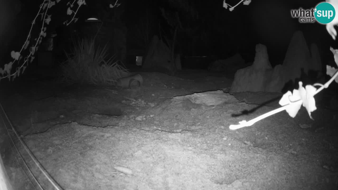 Zoo Ljubljana – Live webcam Meerkat (Suricata)