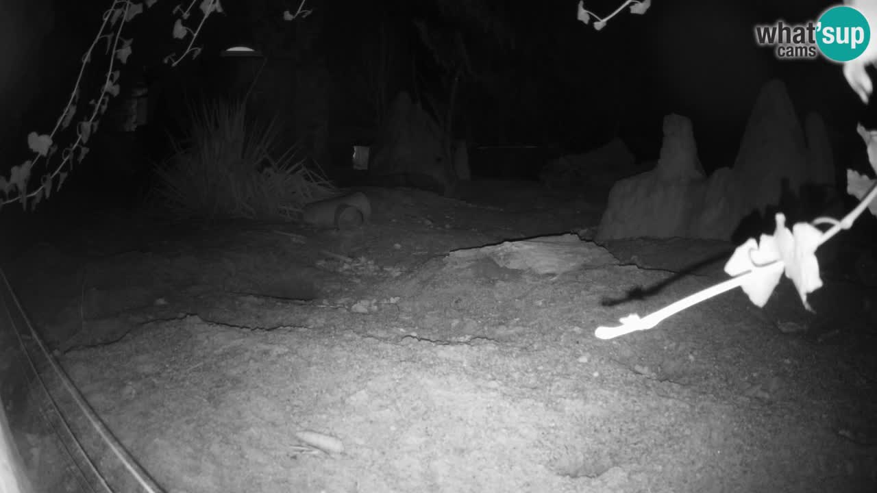 Zoo Ljubljana – Live webcam Meerkat (Suricata)