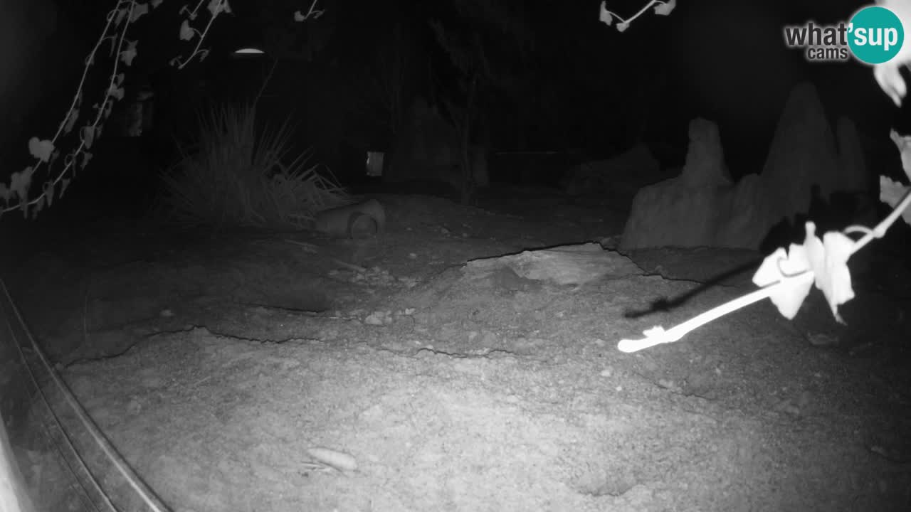 Zoo Ljubljana – Live webcam Meerkat (Suricata)