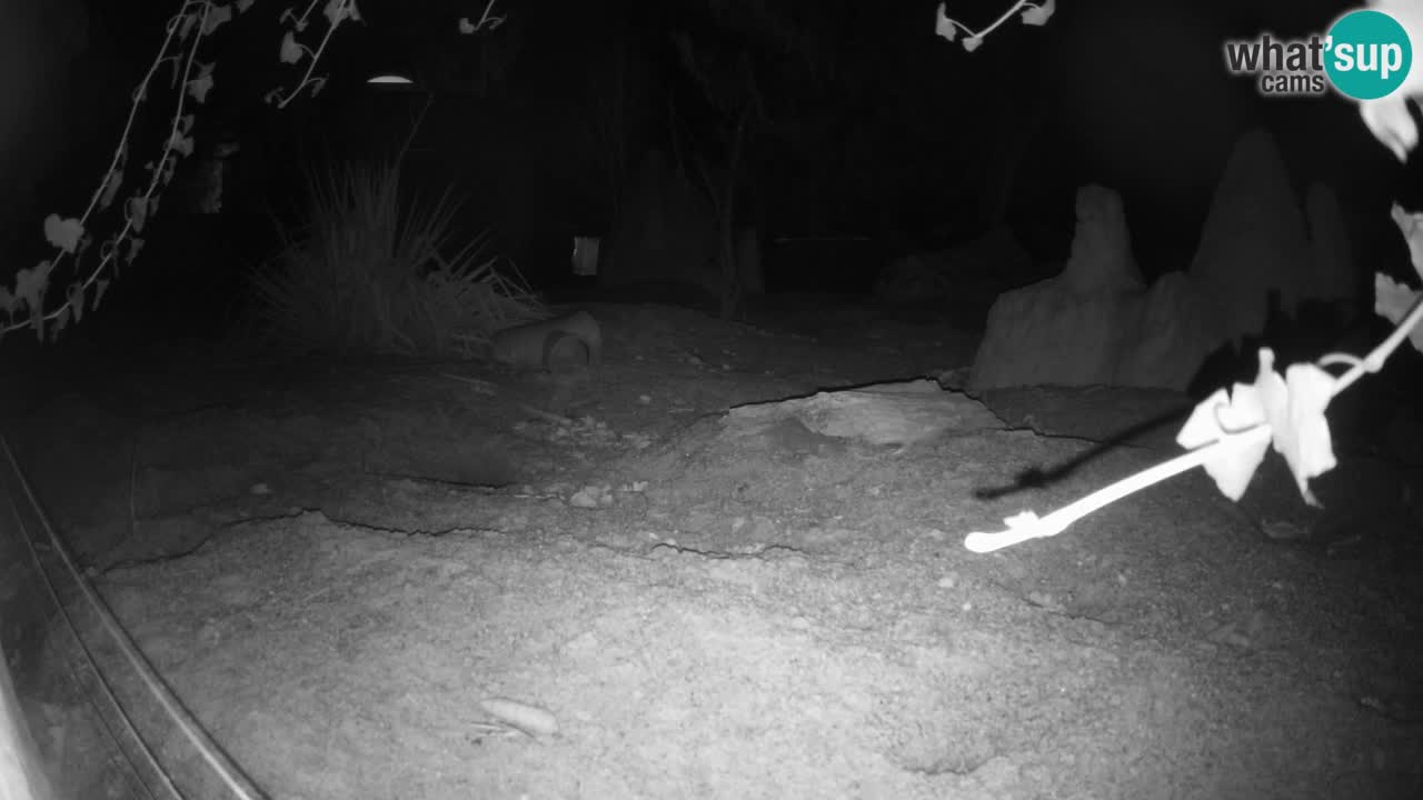 Zoo Ljubljana – Live webcam Meerkat (Suricata)