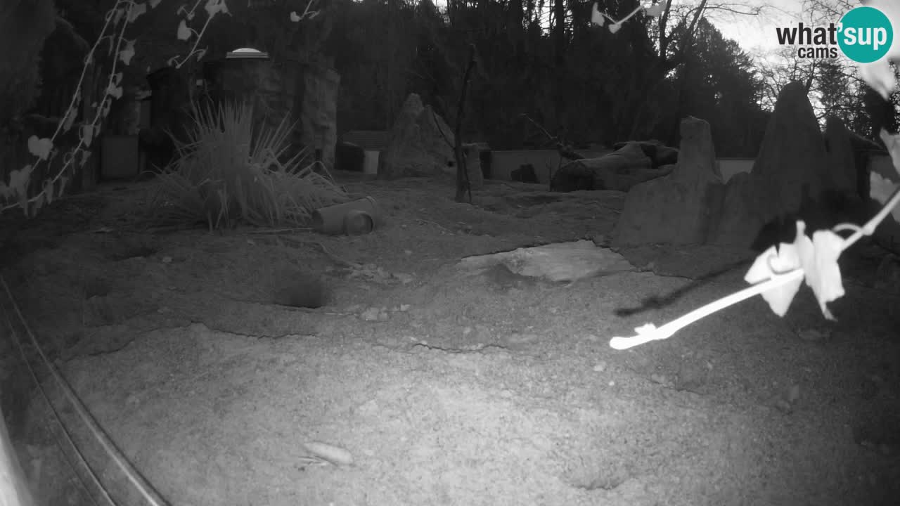 Webcam live Zoo Ljubljana – Suricata