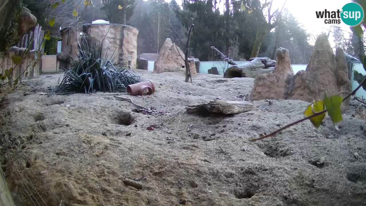 Zoo Ljubljana – Live webcam Meerkat (Suricata)