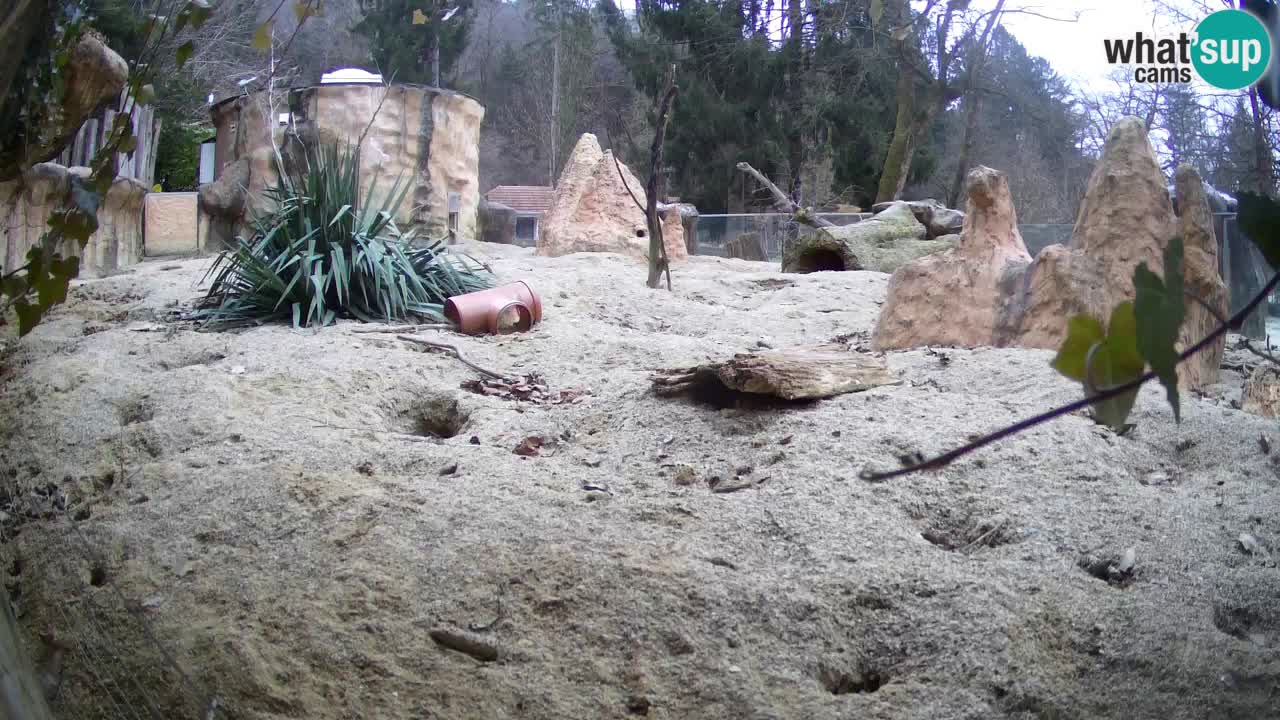 Zoo Ljubljana – Meerkat (Suricata)