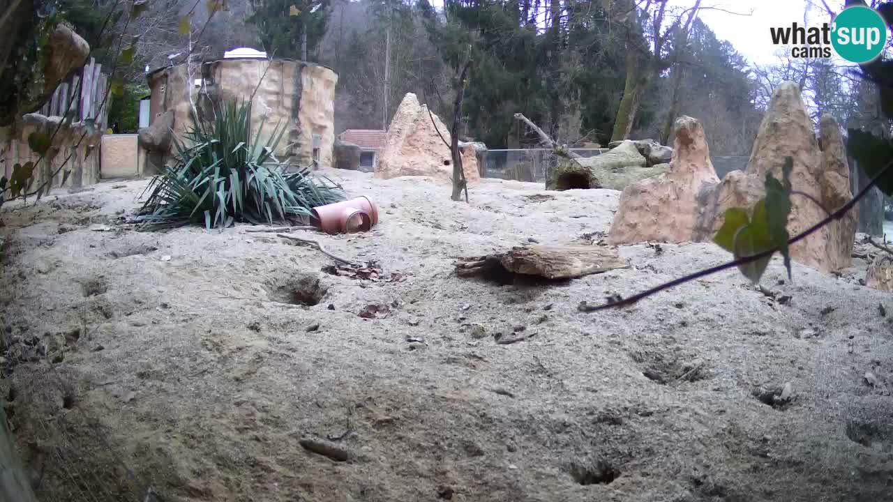 Zoo Ljubljana – Live webcam Meerkat (Suricata)