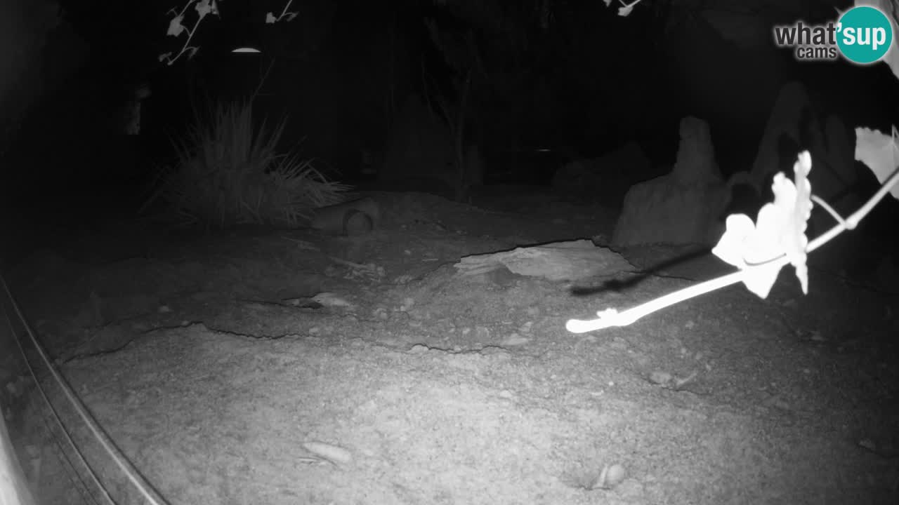 Zoo Ljubljana – Live webcam Meerkat (Suricata)