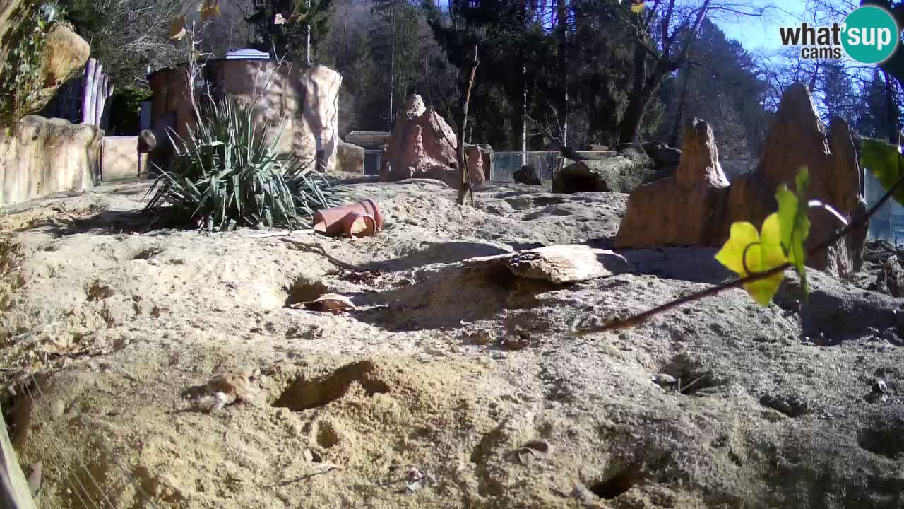 Zoo Ljubljana – Live webcam Meerkat (Suricata)