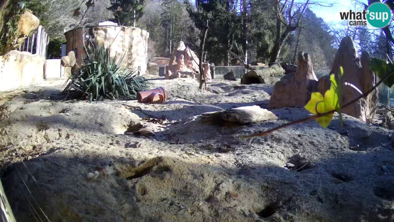 Zoo Ljubljana – Live webcam Meerkat (Suricata)