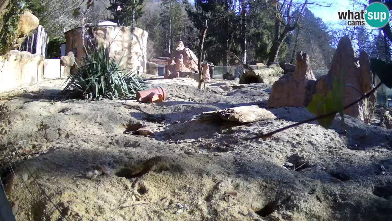 Zoo Ljubljana – Live webcam Meerkat (Suricata)