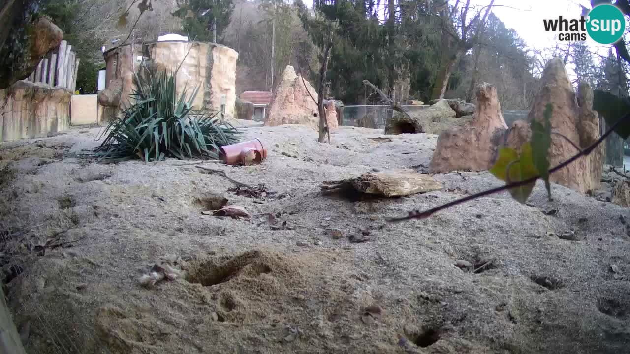 Zoo Ljubljana – Live webcam Meerkat (Suricata)