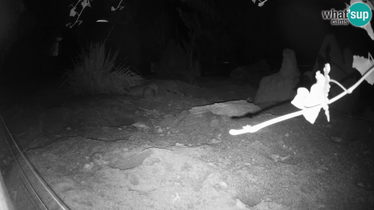 Zoo Ljubljana – Live webcam Meerkat (Suricata)