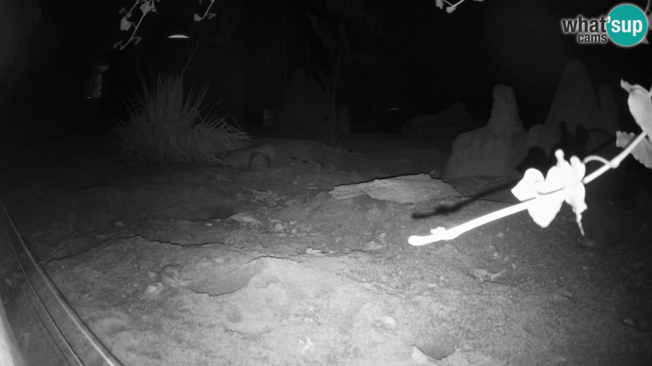 Zoo Ljubljana – Live webcam Meerkat (Suricata)