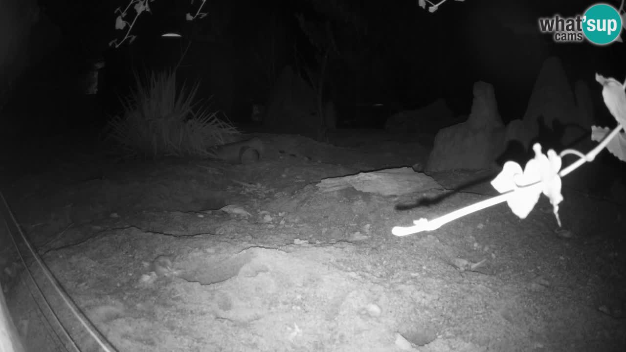 Zoo Ljubljana – Live webcam Meerkat (Suricata)