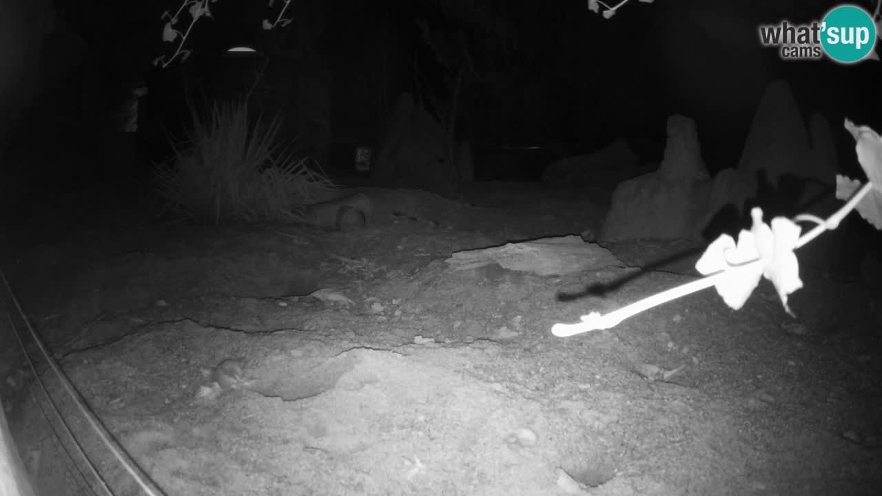 Zoo Ljubljana – Live webcam Meerkat (Suricata)