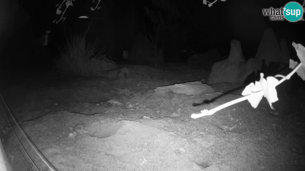 Zoo Ljubljana – Live webcam Meerkat (Suricata)