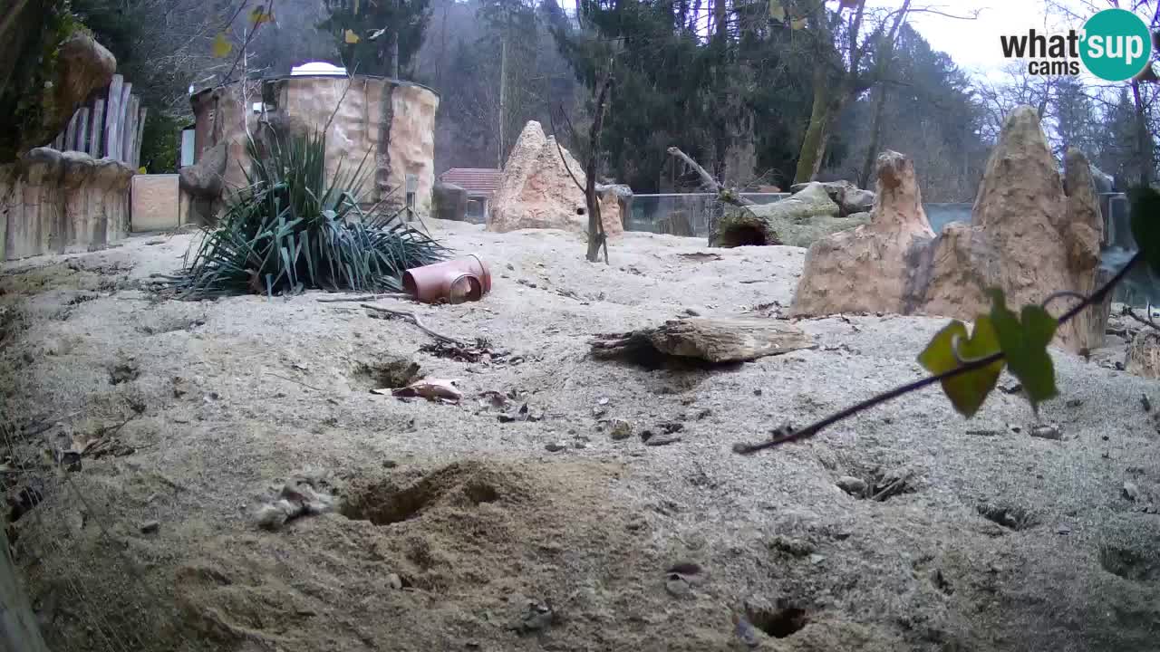 Zoo Ljubljana – Live webcam Meerkat (Suricata)