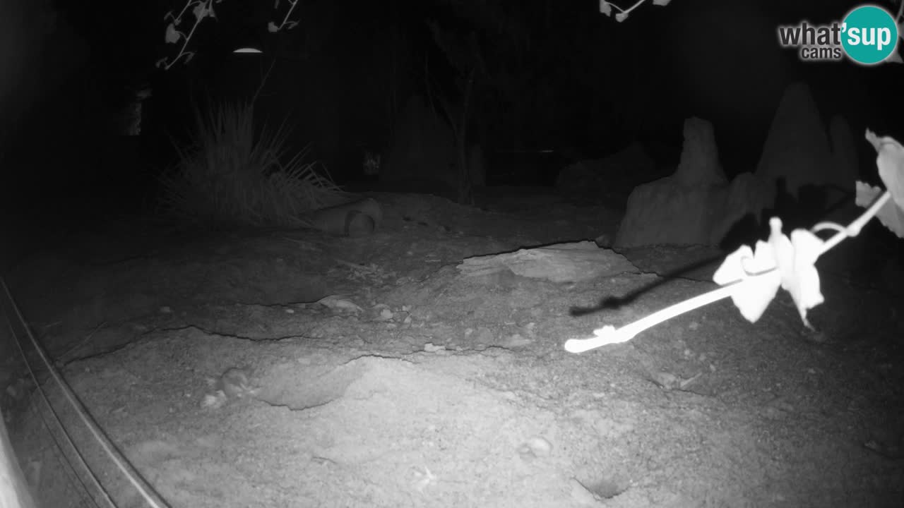 Zoo Ljubljana – Live webcam Meerkat (Suricata)