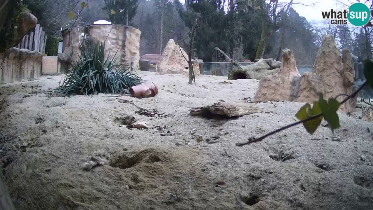 Zoo Ljubljana – Live webcam Meerkat (Suricata)