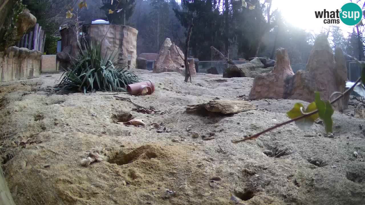 Zoo Ljubljana – Live webcam Meerkat (Suricata)