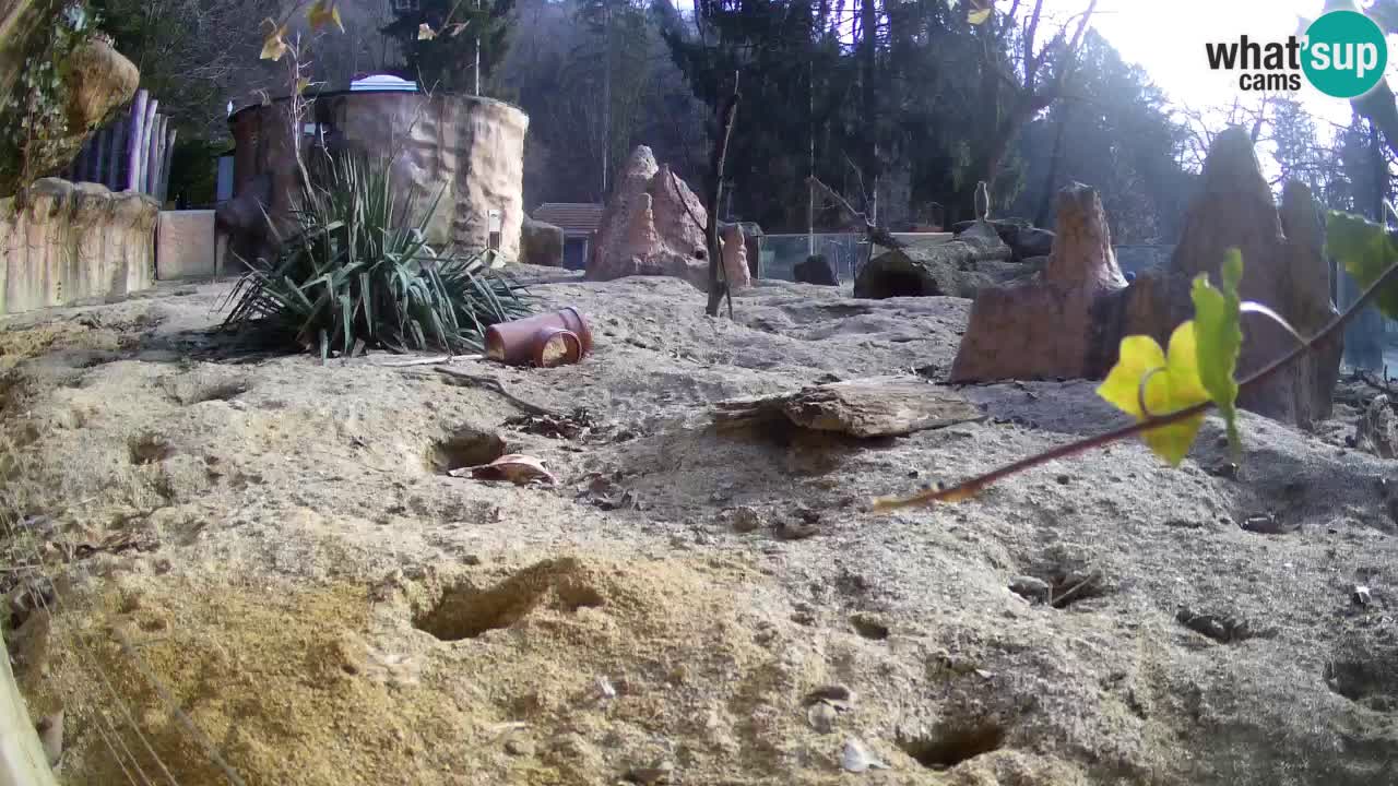 Zoo Ljubljana – Live webcam Meerkat (Suricata)