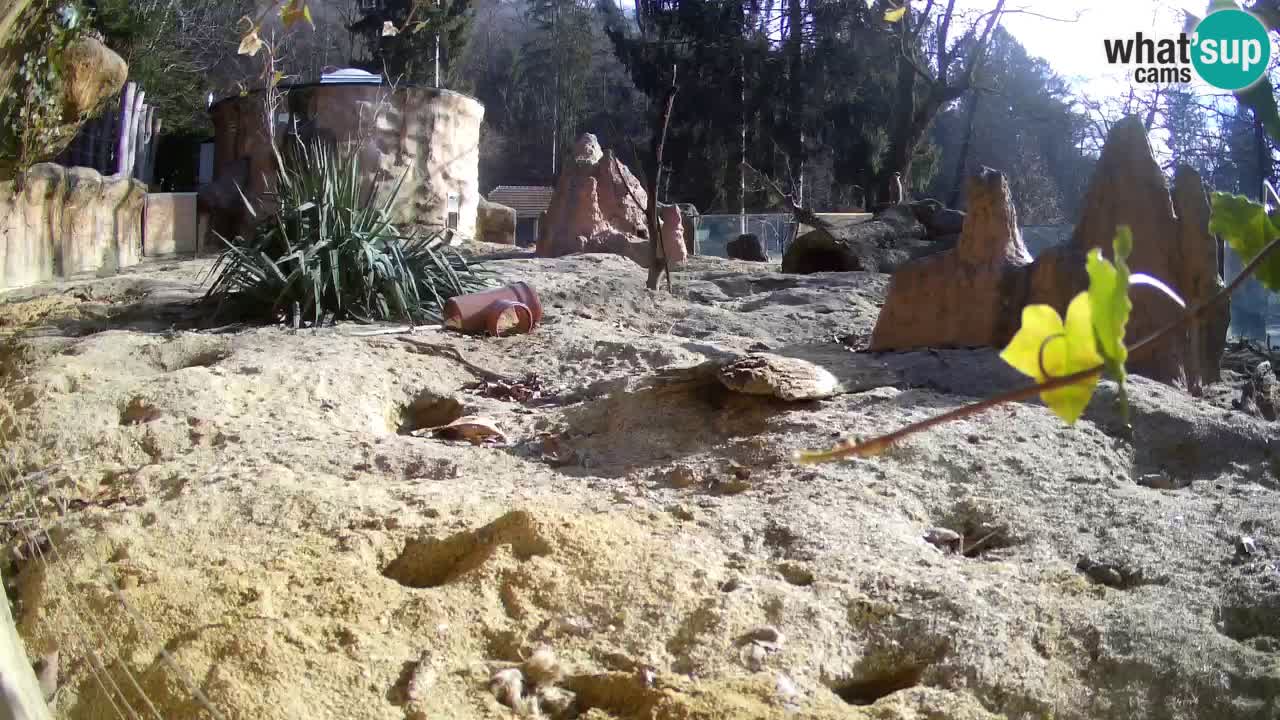 Zoo Ljubljana – Live webcam Meerkat (Suricata)