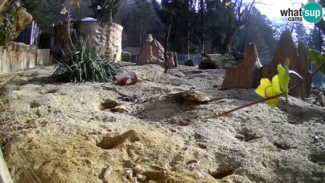 Zoo Ljubljana – Live webcam Meerkat (Suricata)