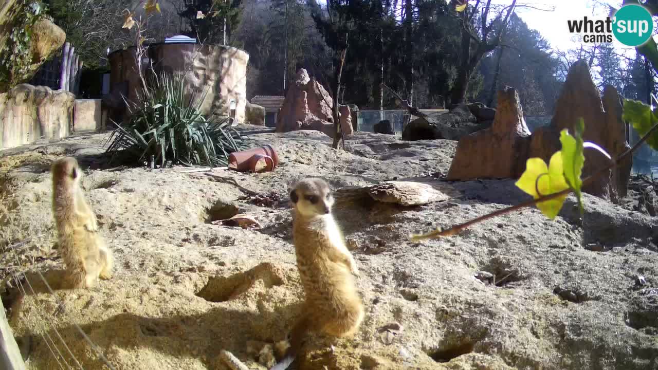 Zoo Ljubljana – Live webcam Meerkat (Suricata)