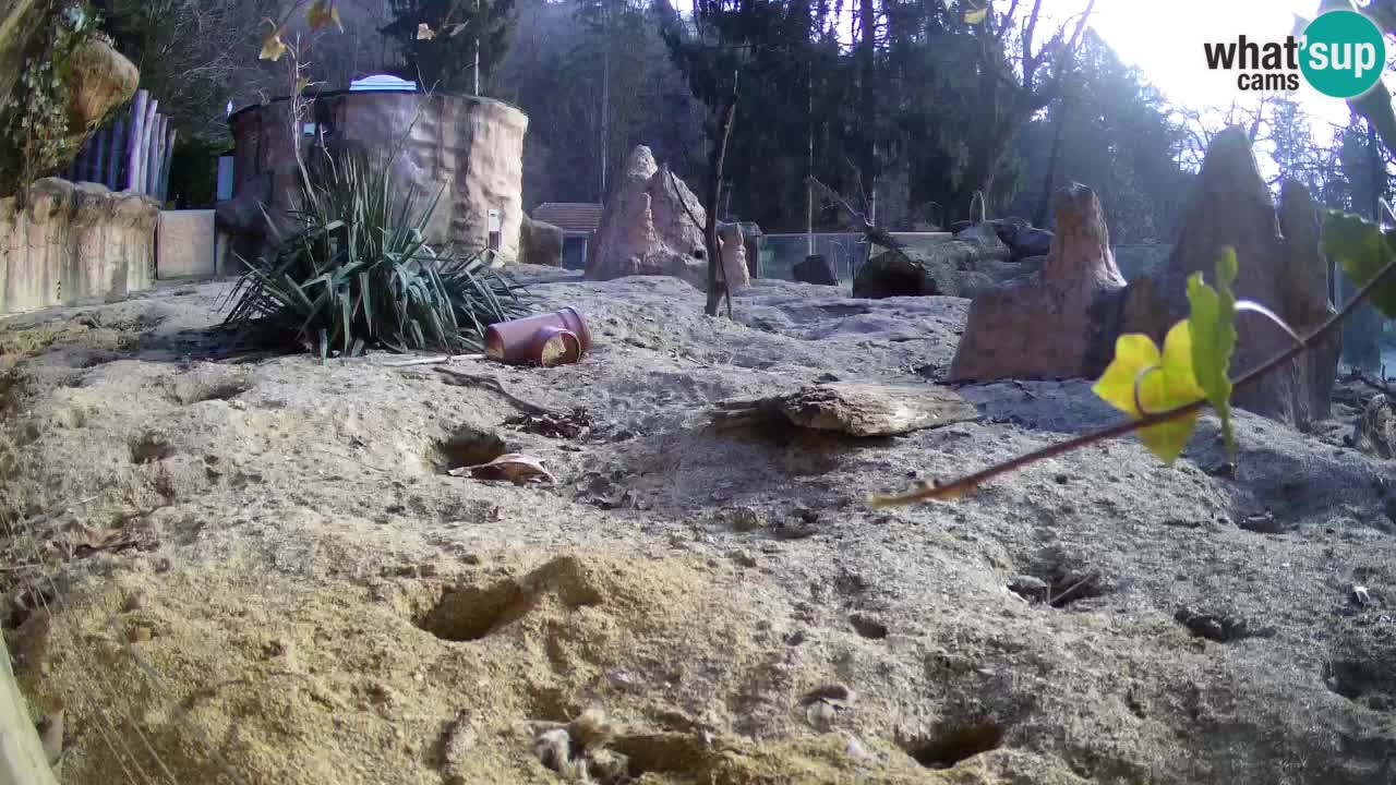 Zoo Ljubljana – Live webcam Meerkat (Suricata)