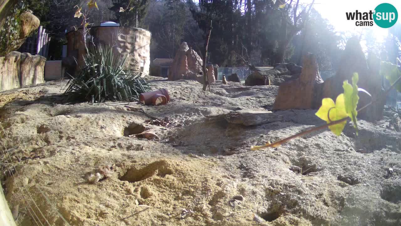 Zoo Ljubljana – Live webcam Meerkat (Suricata)