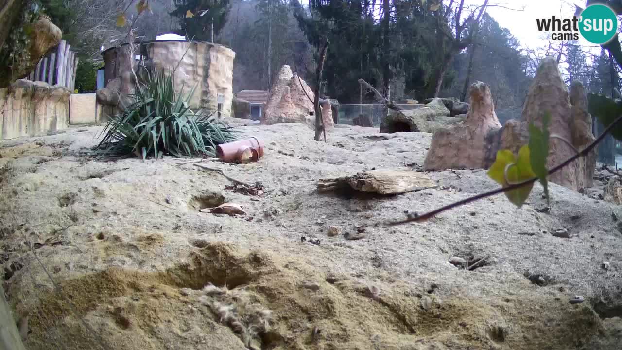 Zoo Ljubljana – Live webcam Meerkat (Suricata)