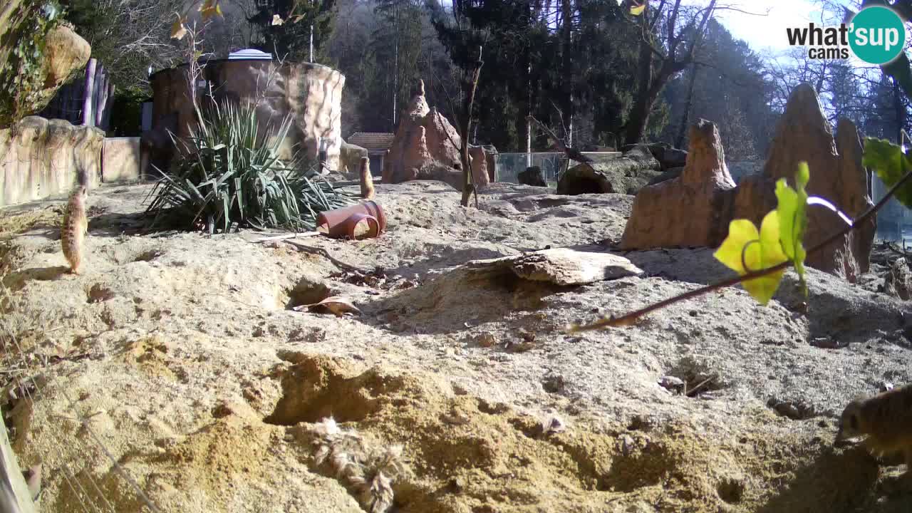 Webcam Zoo Ljubljana – Suricate