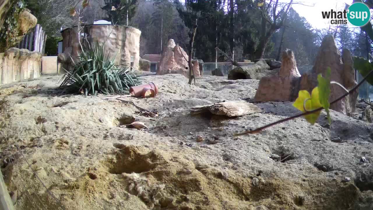 Zoo Ljubljana – Live webcam Meerkat (Suricata)